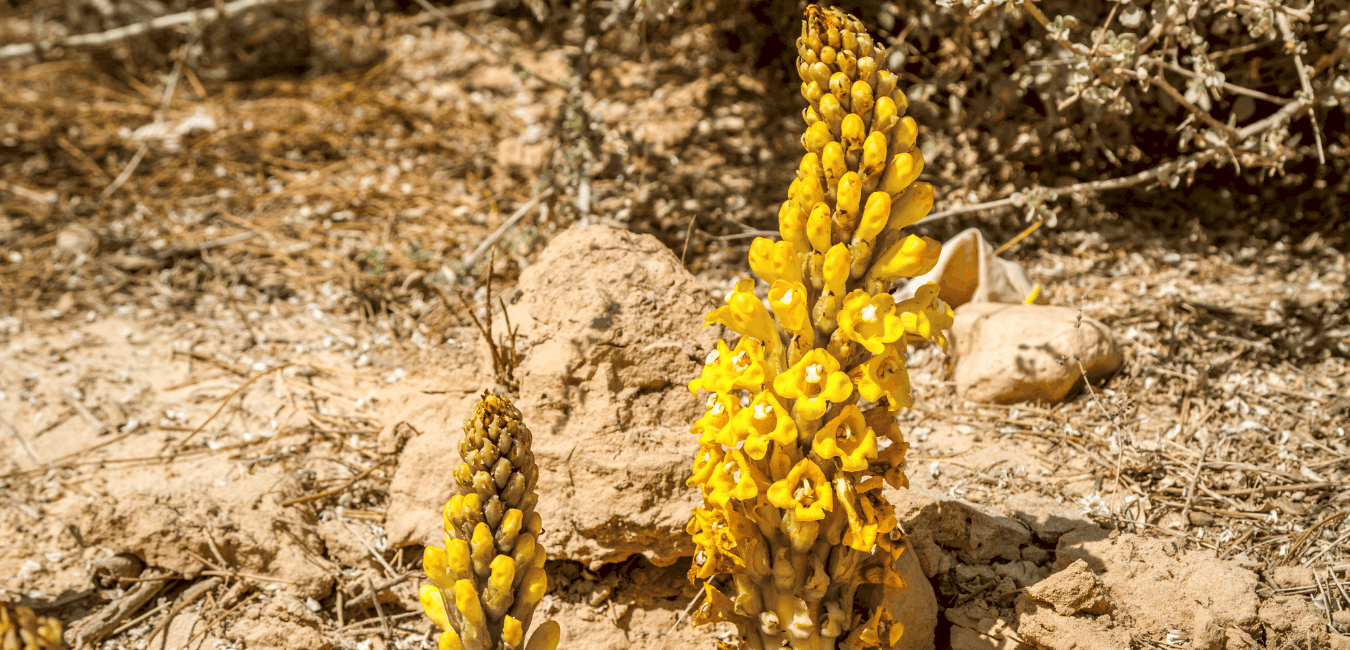 Cistanche_tubulosa1