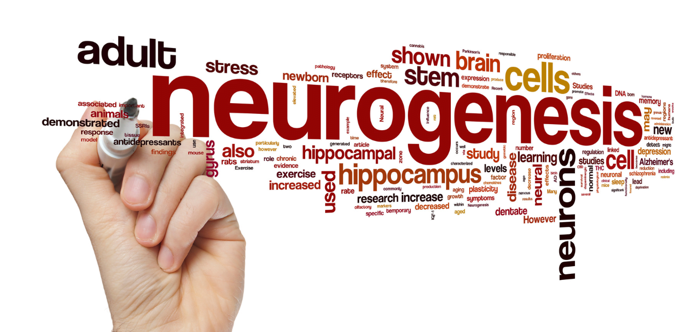 best-nootropics-for-Neurogenesis