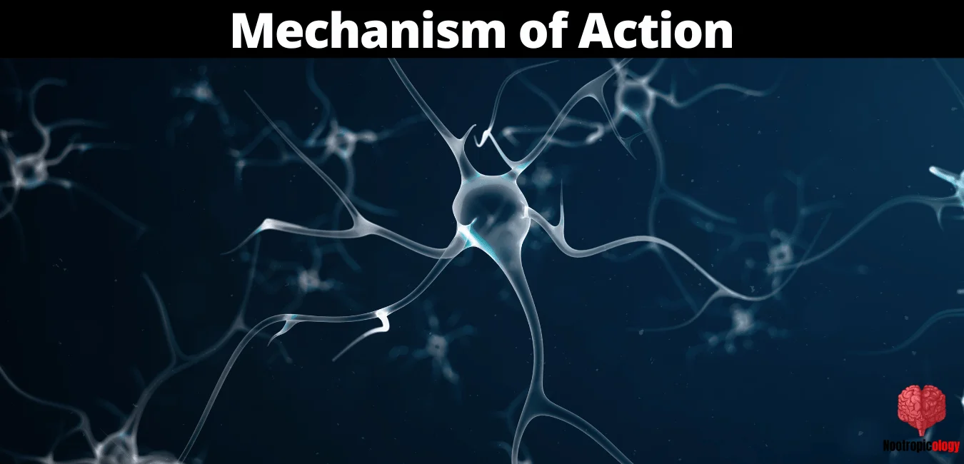 78 dihydroxyflavone mechanism of action