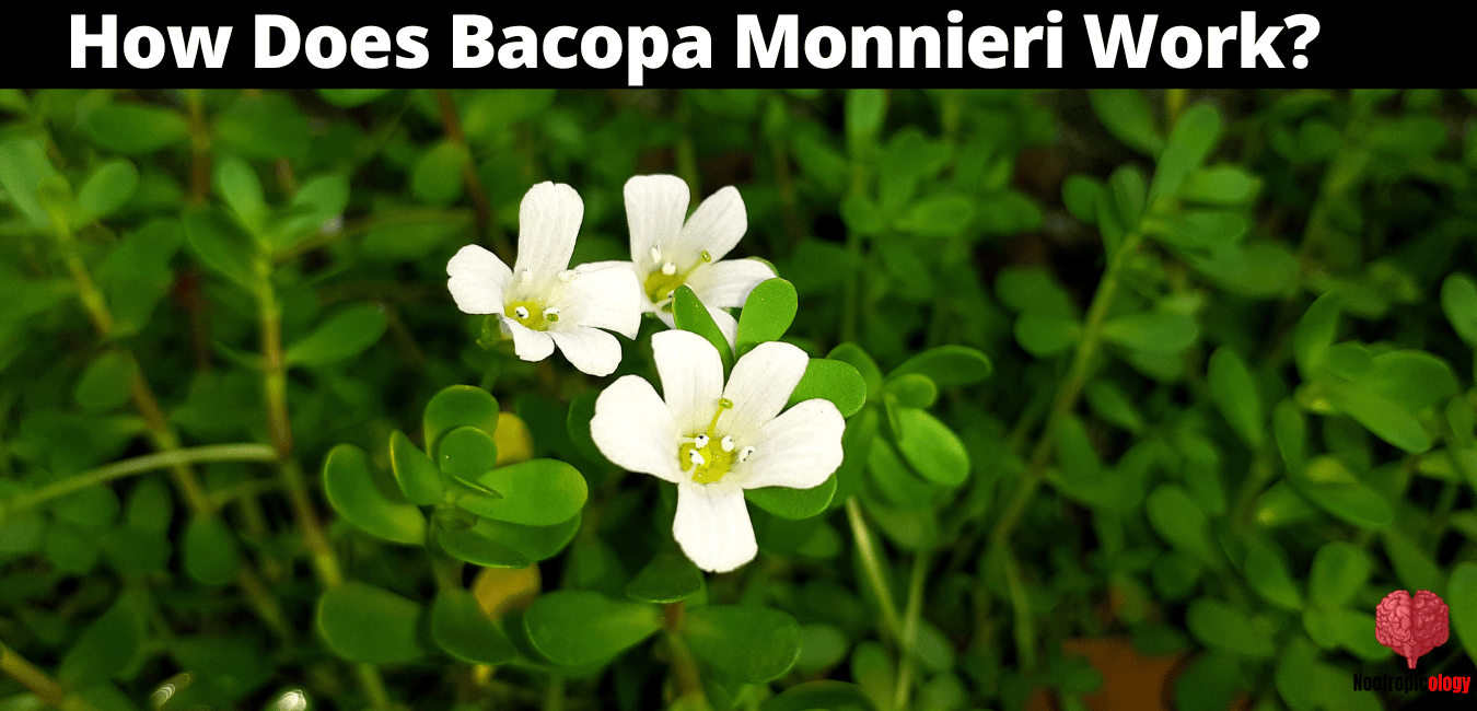 Bacopa Monnieri