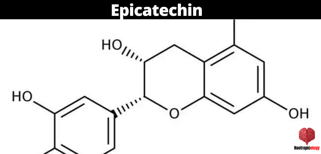 Epicatechin nootropic