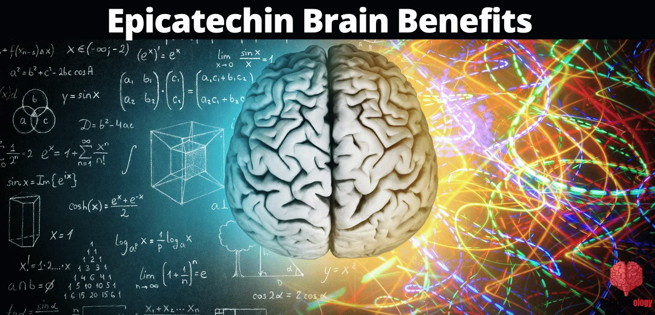 Epicatechin nootropic benefits