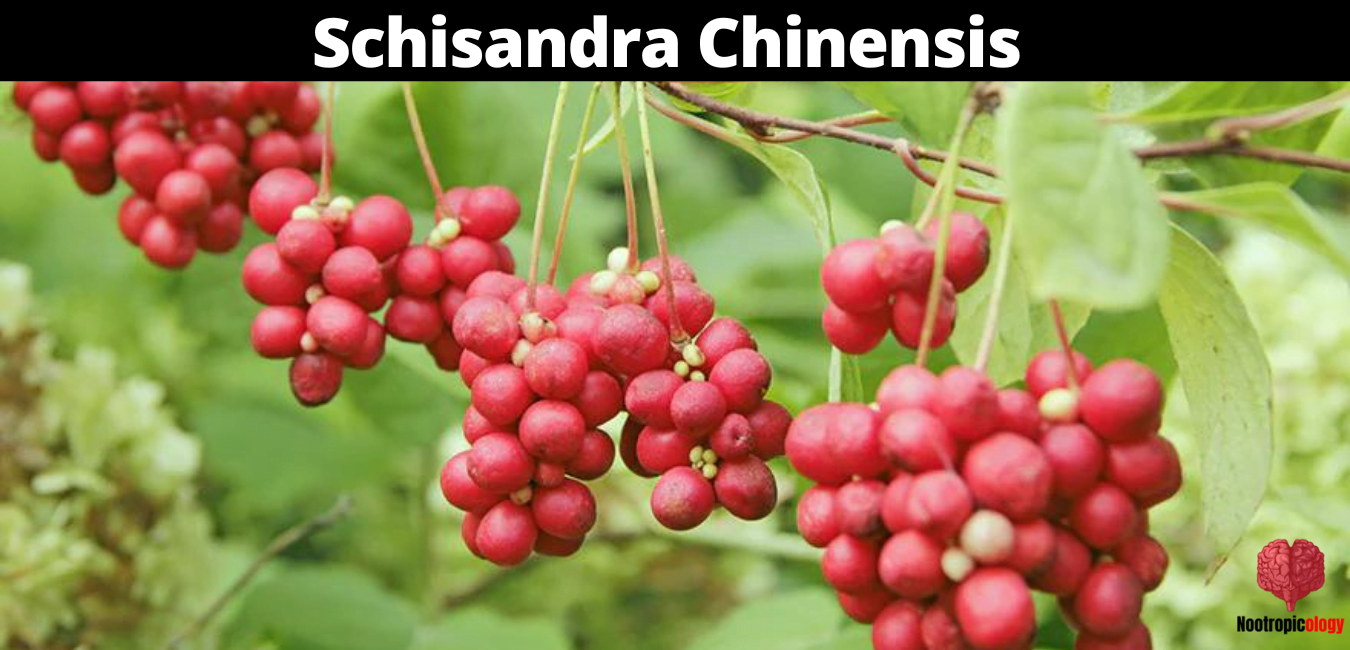 Schisandra Chinensis nootropic review 1