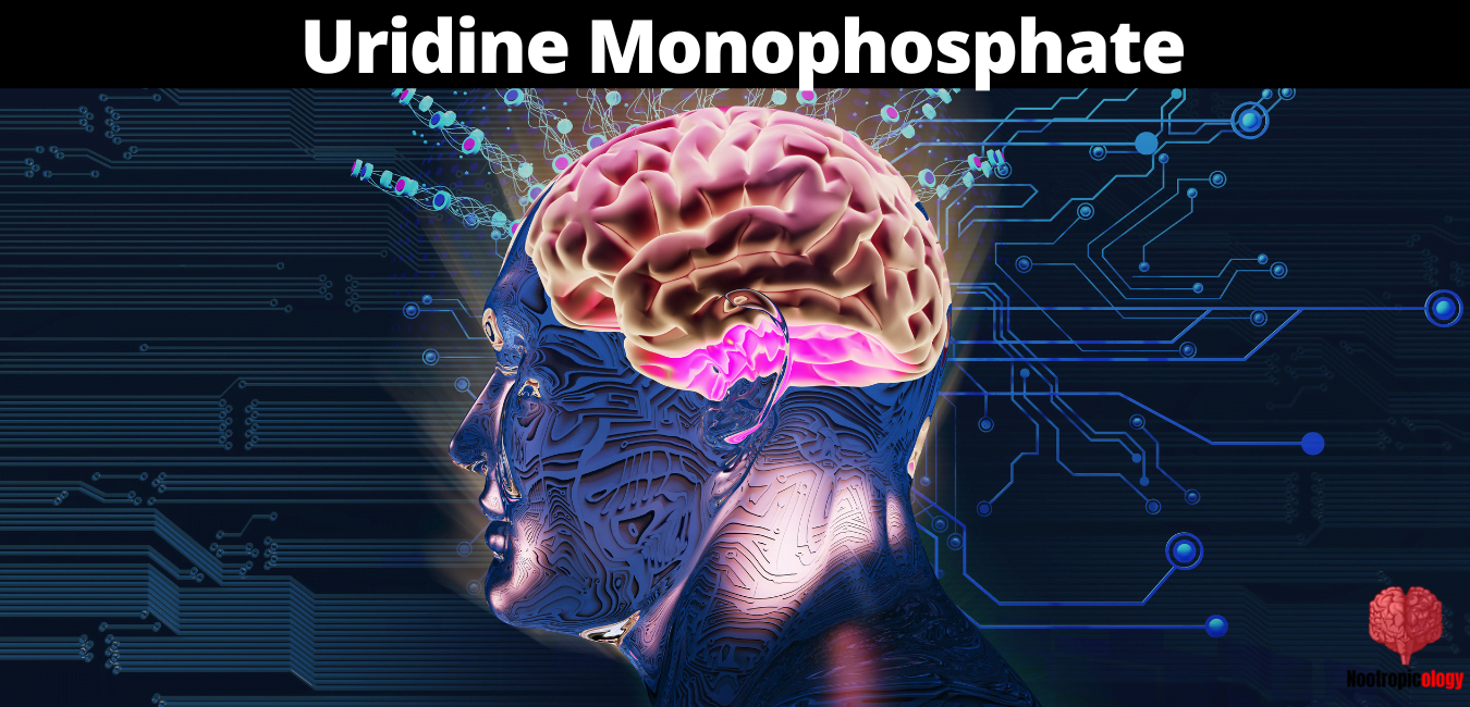 Uridine Monophosphate