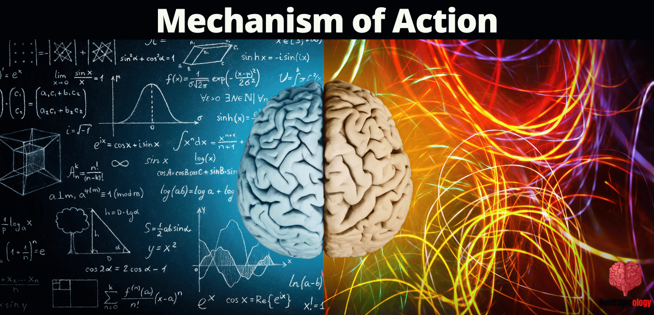 alcar mechanism of action
