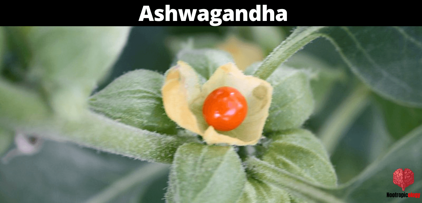 ashwagandha