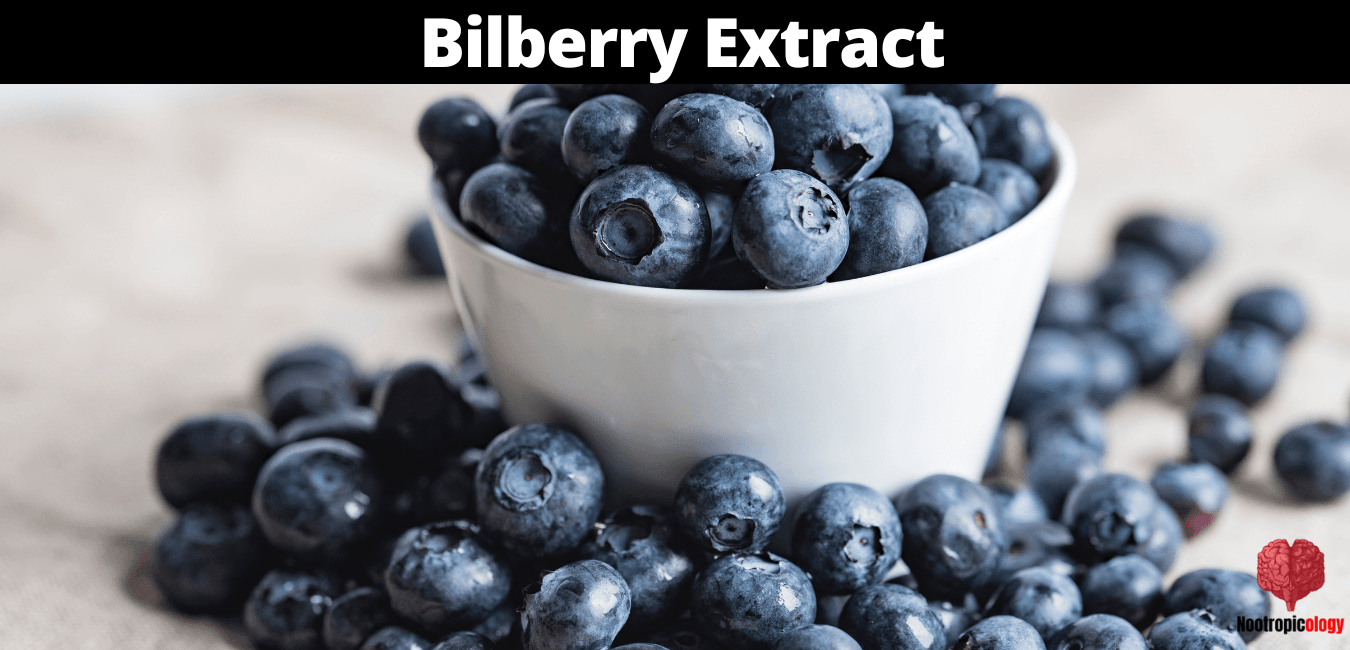 bilberry