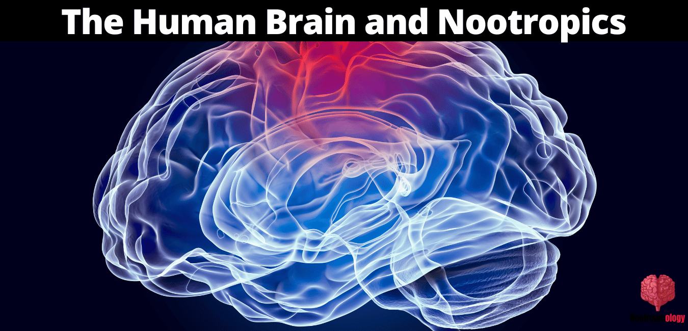 brain and nootropics