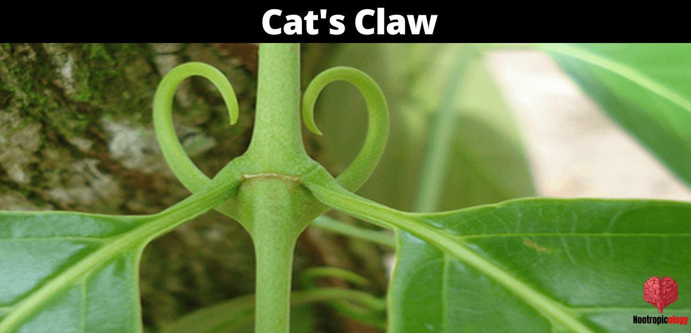 cats claw