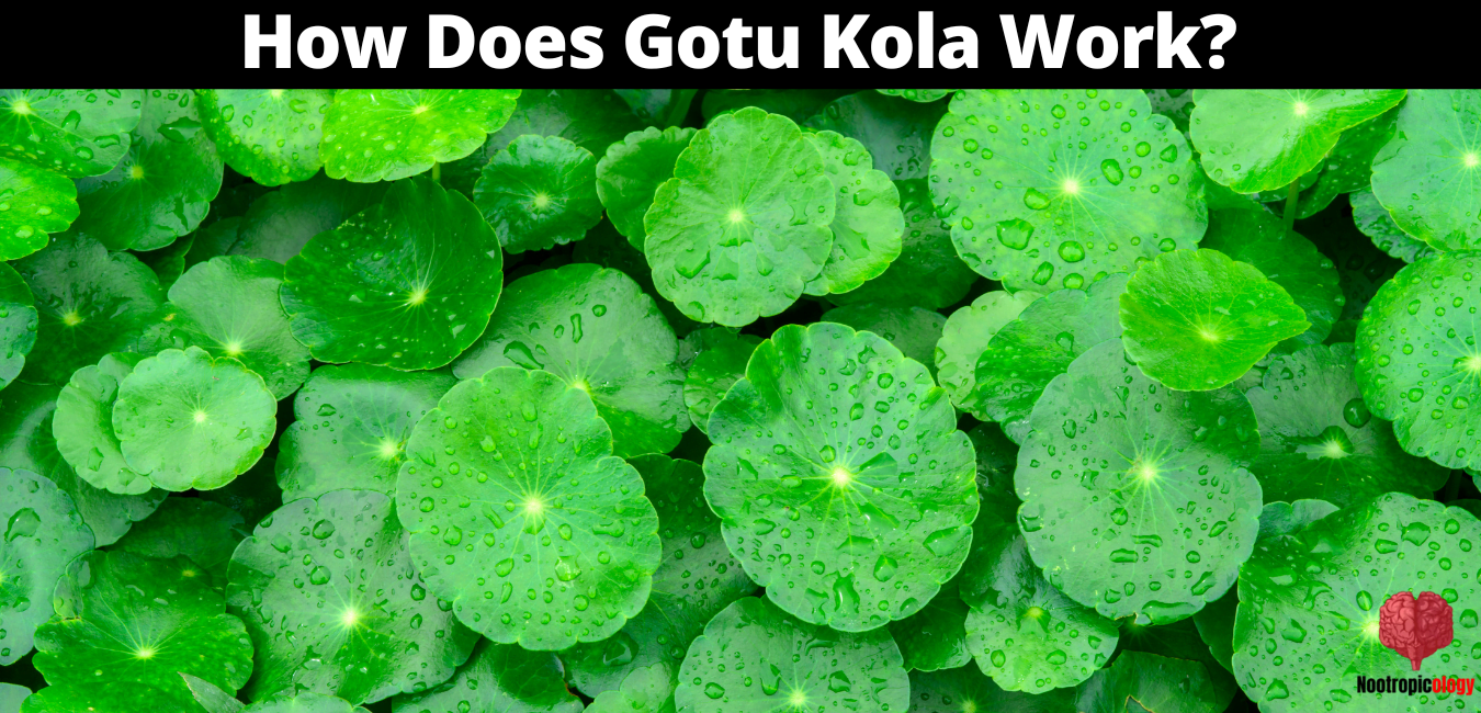 gotu kola