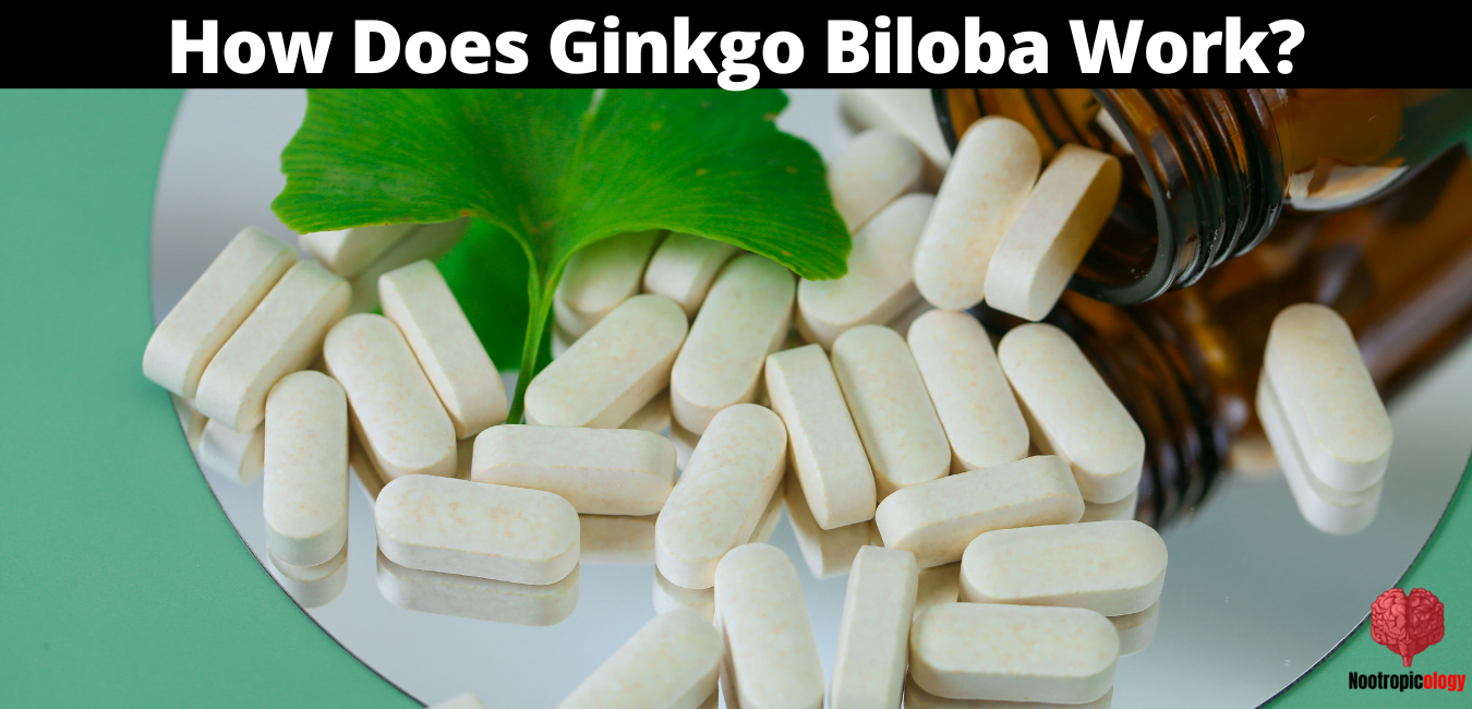 how does ginkgo biloba work