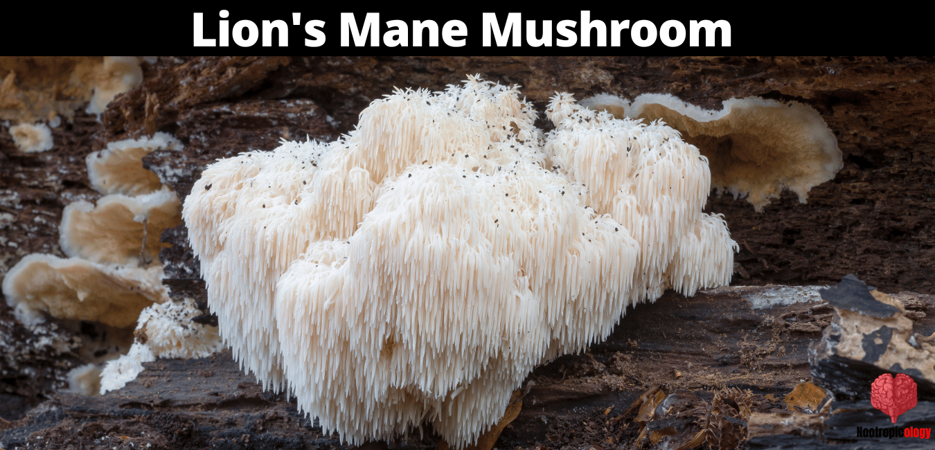 lions mane mushroom
